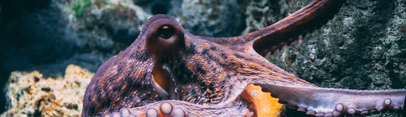 Alation Blog Image: Blue octopus under the ocean
