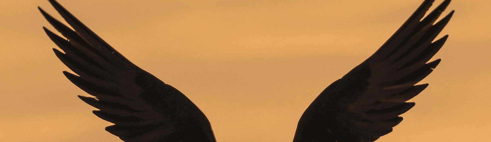 Find Your Wings at Alation