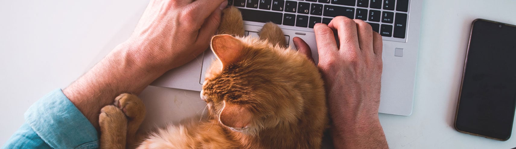 Hero image for an Alation blog about remote work