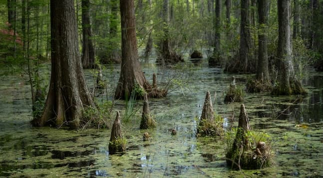 image of a green swamp