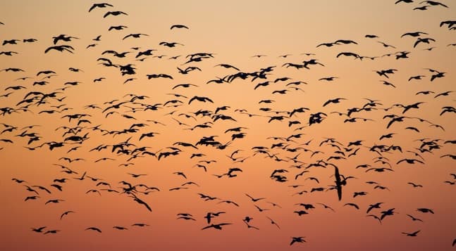 data migration tools