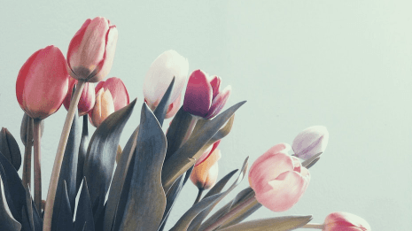 Placeholder image of tulips for Alation blog entries