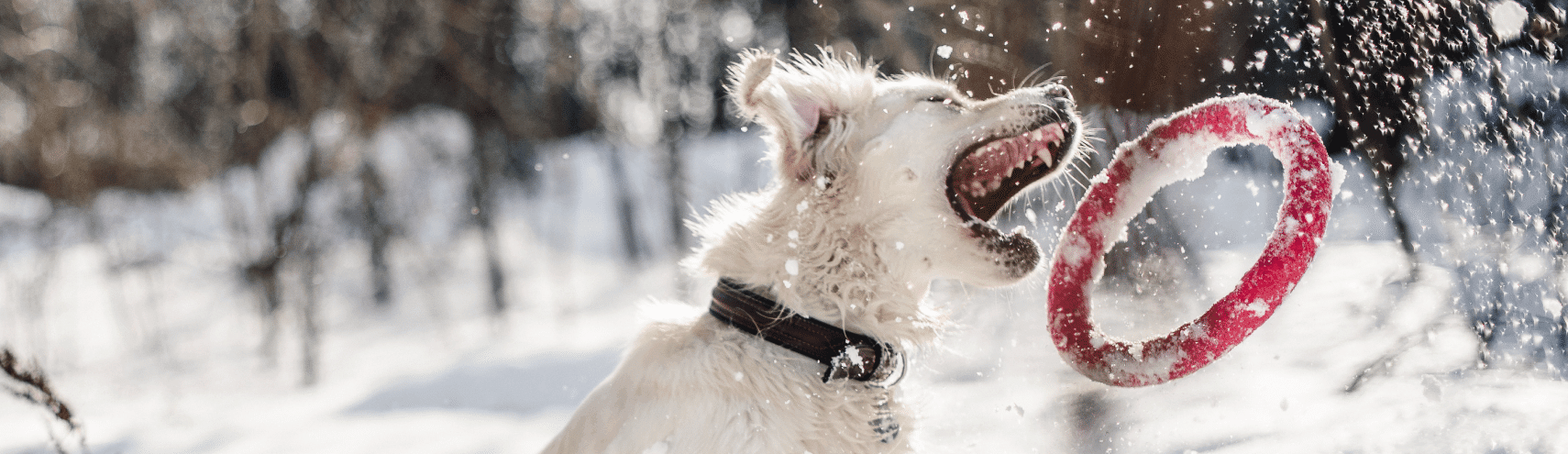 Bring Governance Bliss with Alation and Snowflake