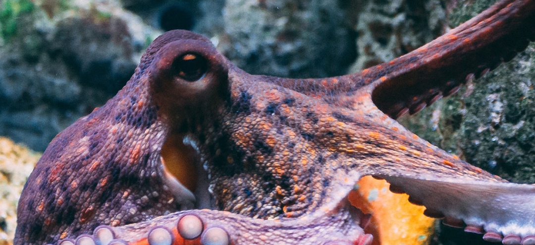 Taming the Data Octopus: How Avista Transforms Data into Value with Alation